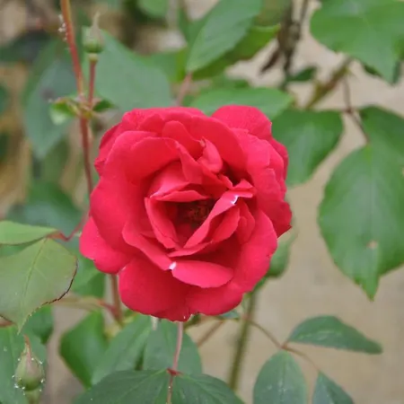 La Ferme De Vrilly ベッド・アンド・ブレックファスト 3*