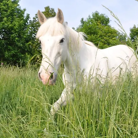 Alojamento de Acomodação e Pequeno-almoço La Ferme De Vrilly 3*