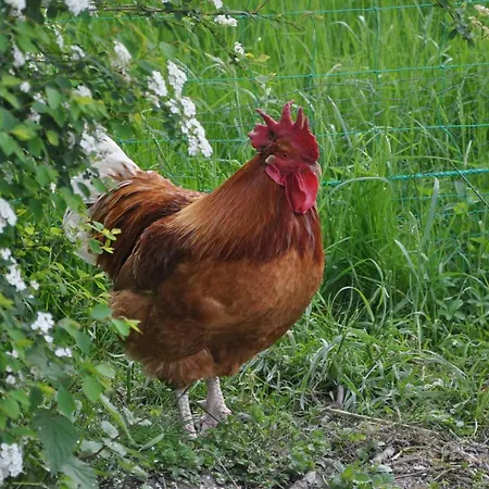 ベッド・アンド・ブレックファスト La Ferme De Vrilly 3*