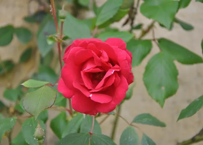 La Ferme De Vrilly B&B 3*